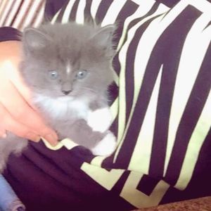 Meet your Posher, Håmin